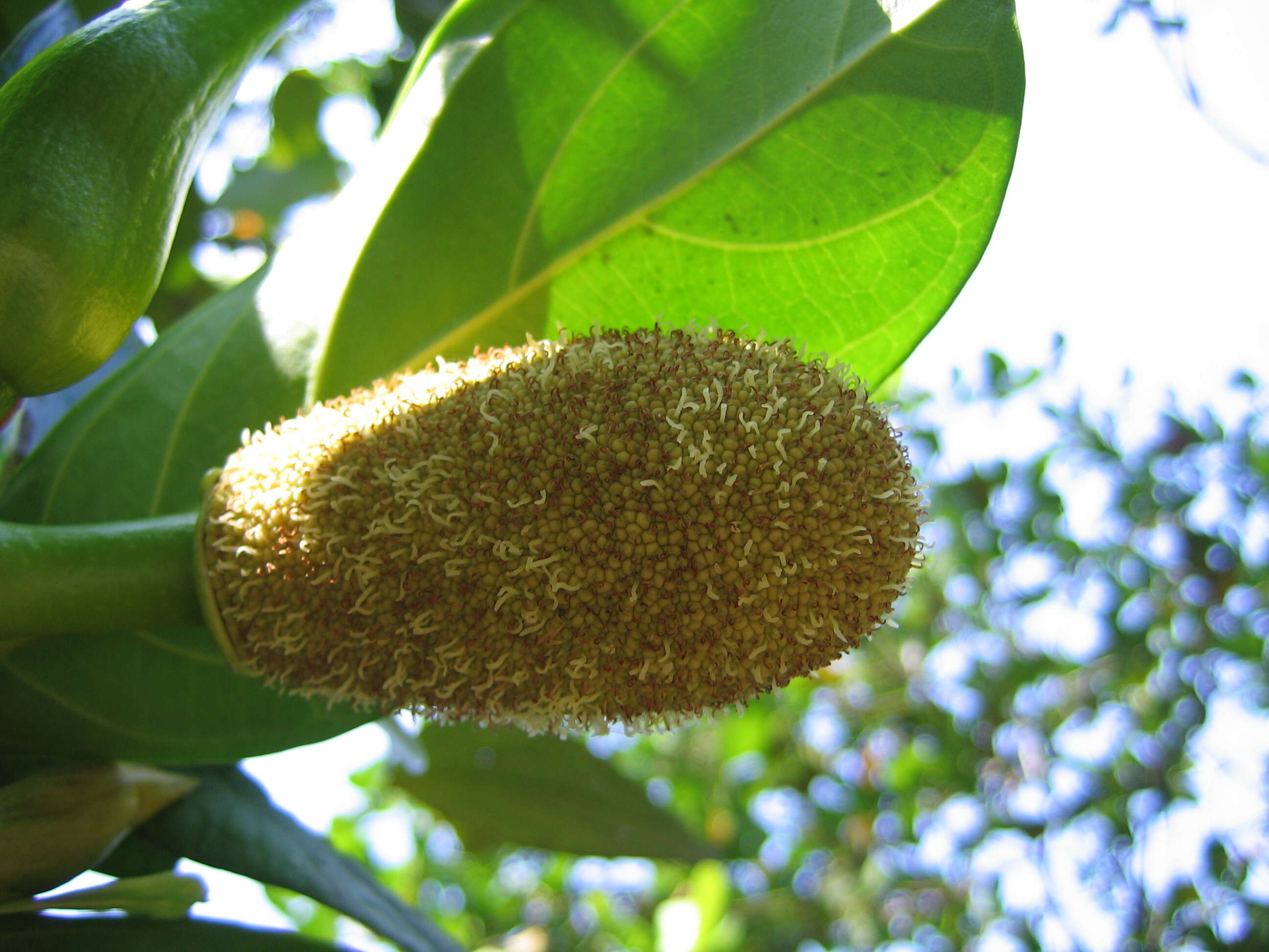 Image of jackfruit