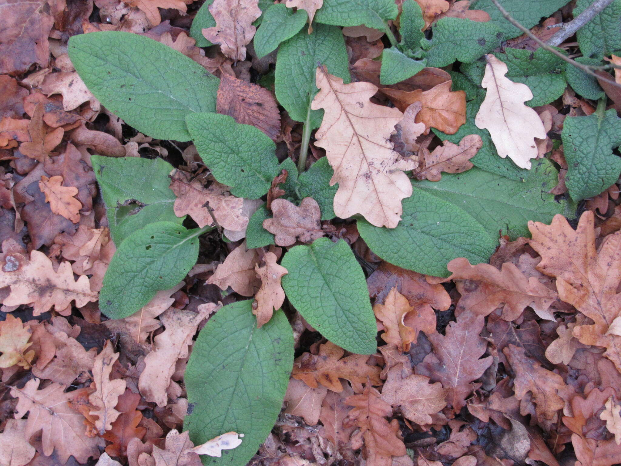 Image of Symphytum tauricum Willd.