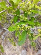 Image of Searsia gueinzii (Sond.) F. A. Barkley