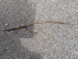 Image of Little Whip Snake