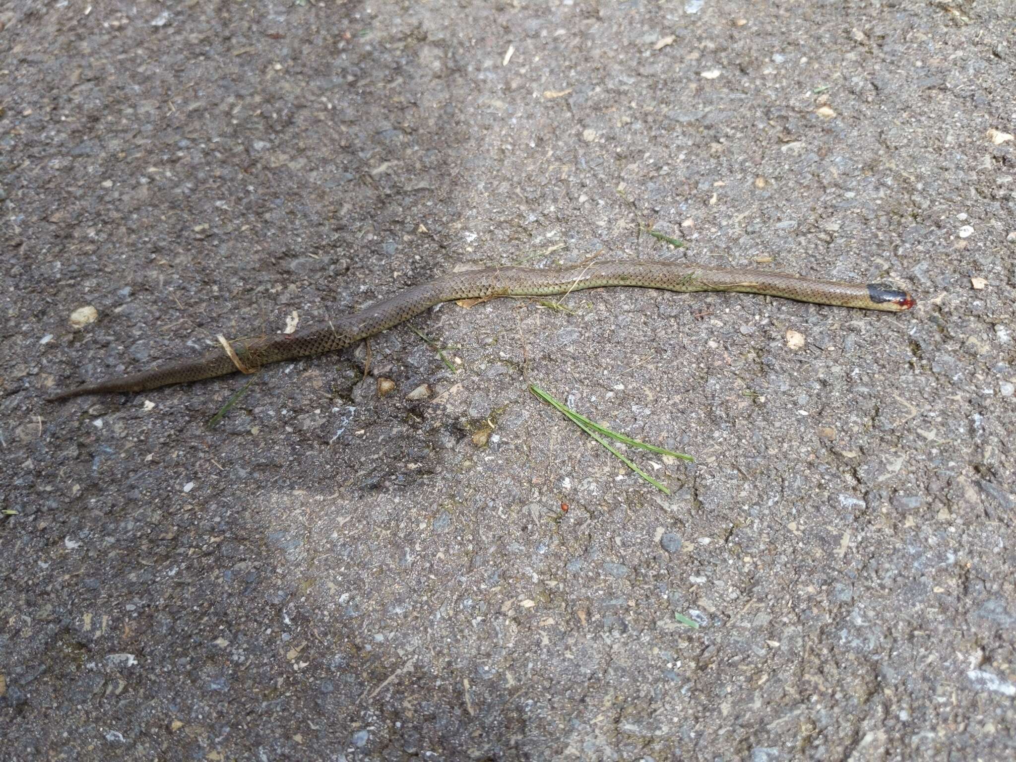 Image of Little Whip Snake