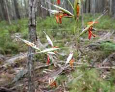 Image of Rytidosperma pallidum (R. Br.) A. M. Humphreys & H. P. Linder