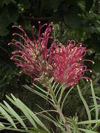 Image of Silky-oak