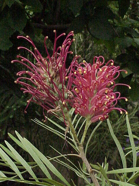 Image of Silky-oak