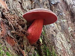 Image of Boletus tasmanicus Hongo & A. K. Mills 1989