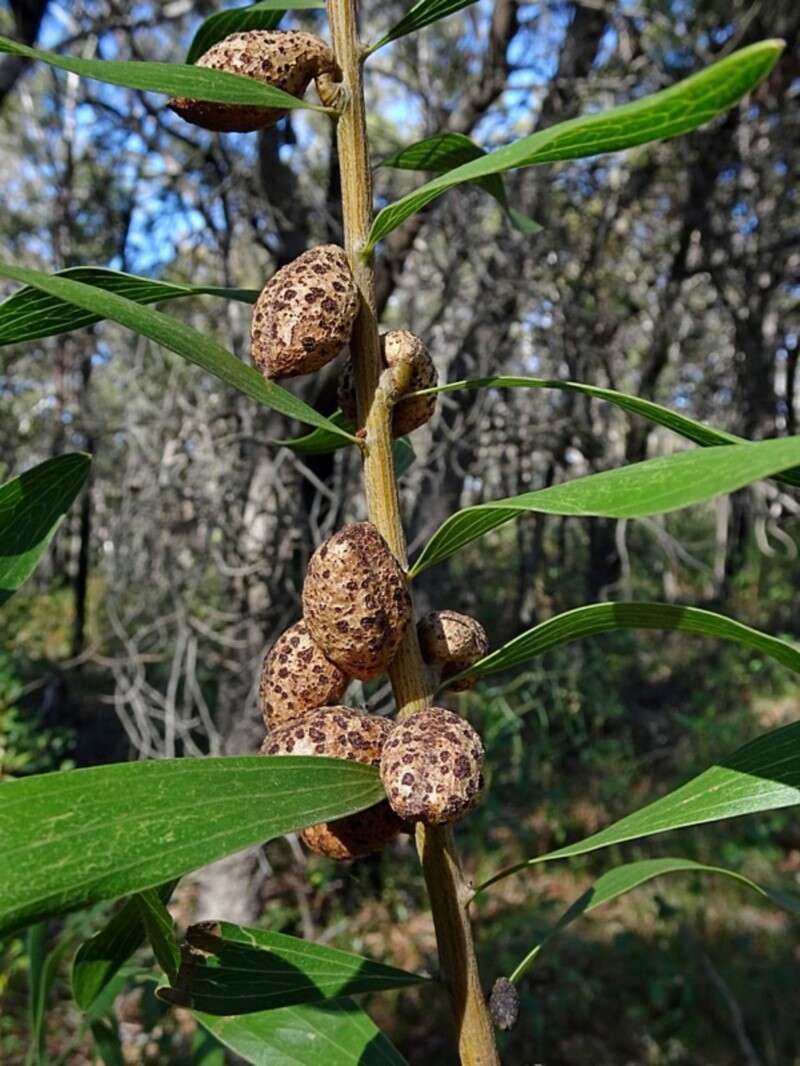 Image of Hakea dactyloides (Gaertn. fil.) Cav.