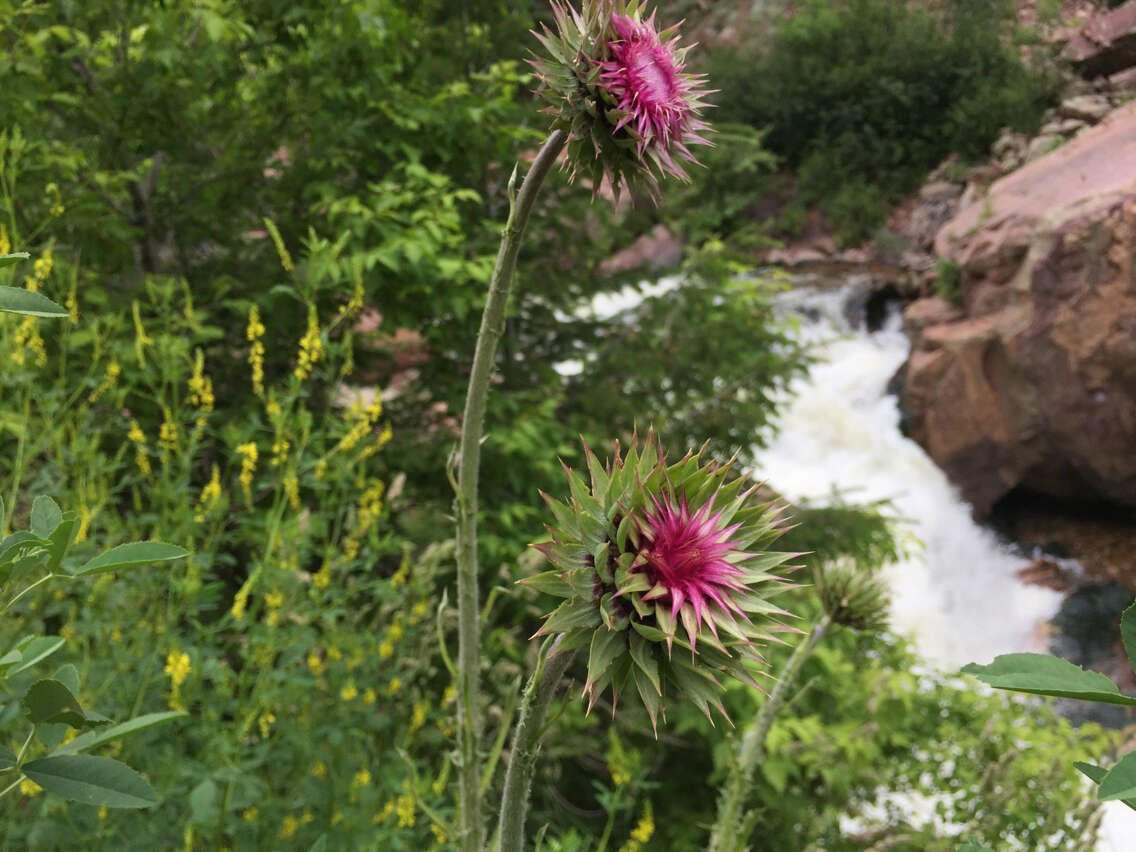 Image of Musk Thistle