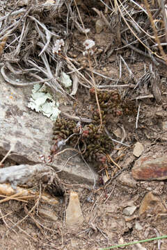 Image of Sedum cymatopetalum Fröderstr.