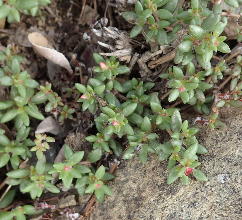 Sivun Portulaca quadrifida L. kuva