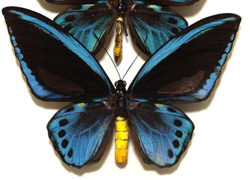 Sivun Ornithoptera priamus (Linnaeus 1758) kuva