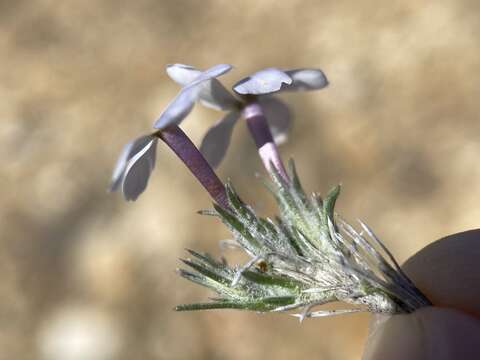 Image of carpet phlox