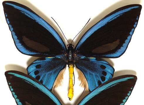 Sivun Ornithoptera priamus (Linnaeus 1758) kuva