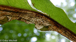 Chirosia gleniensis (Huckett 1924)的圖片