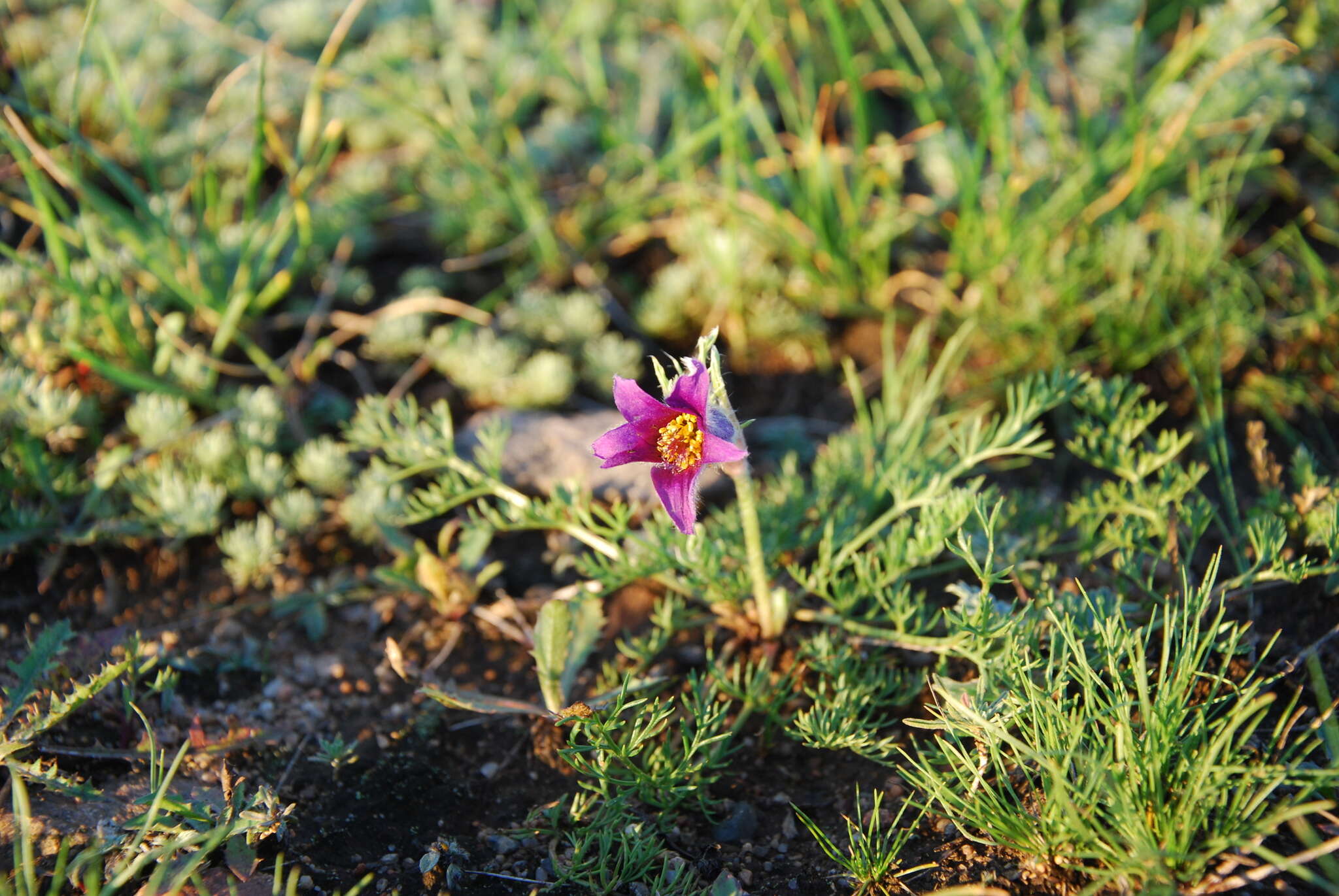 صورة Pulsatilla tenuiloba (Hayek) Juzepczuk