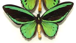 Image de Ornithoptera priamus (Linnaeus 1758)