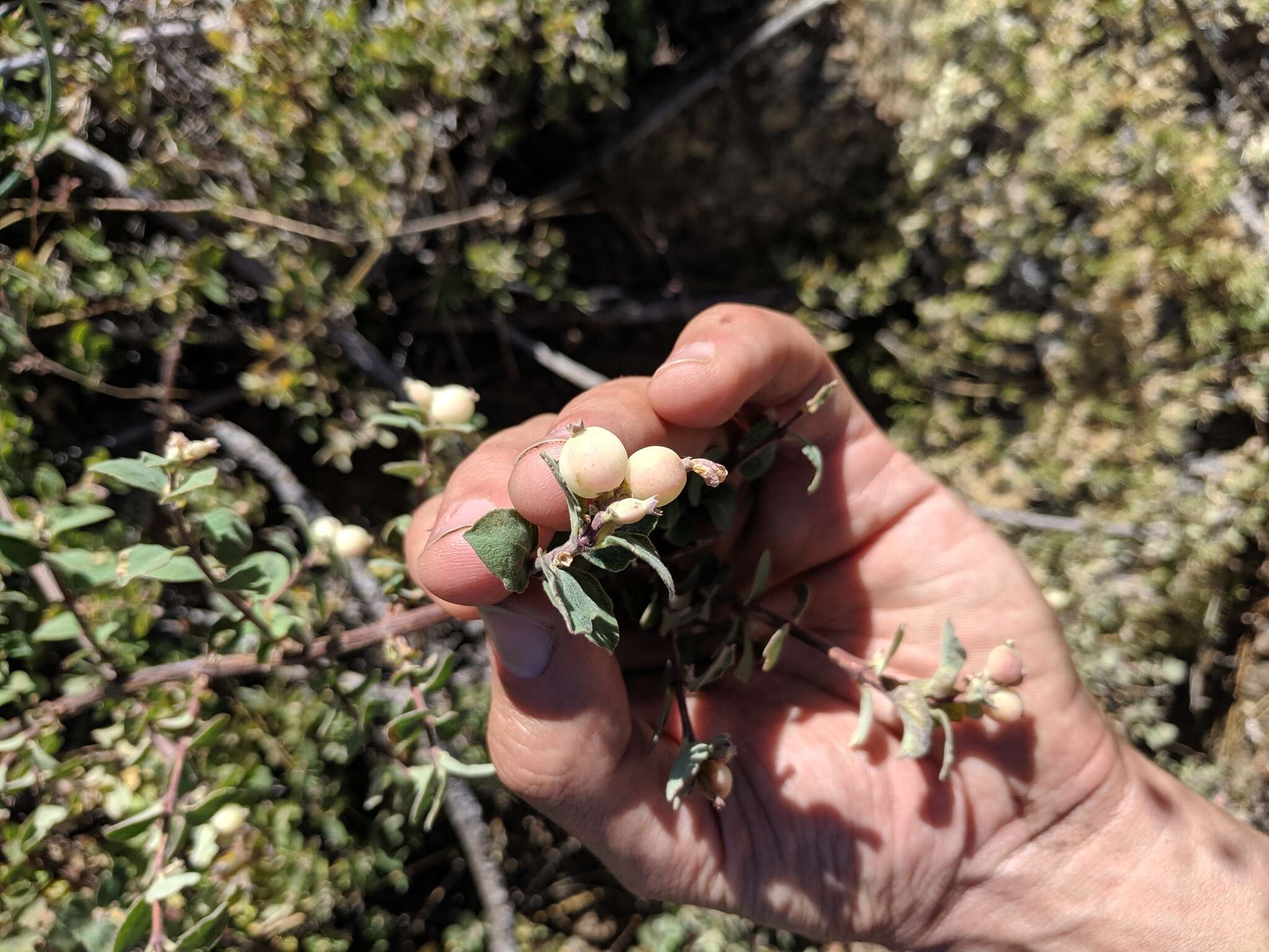 Image of Parish's snowberry