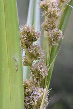 Image of Carpha glomerata Nees