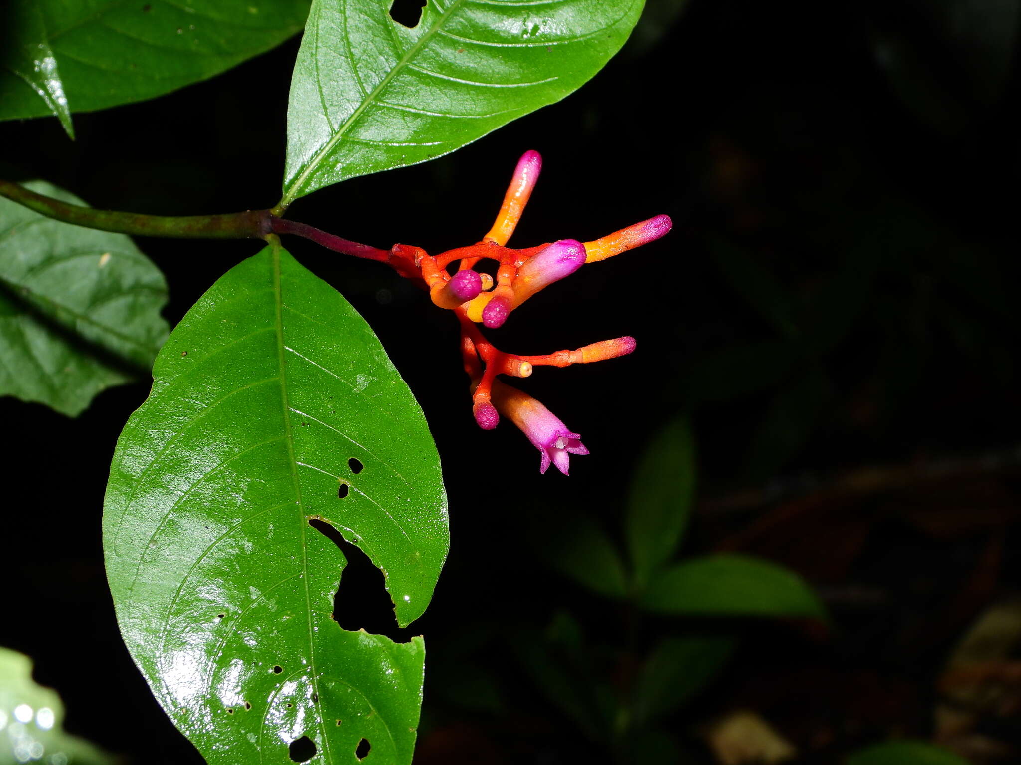 Image of Palicourea longiflora DC.