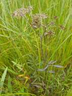 Image of spotted water hemlock