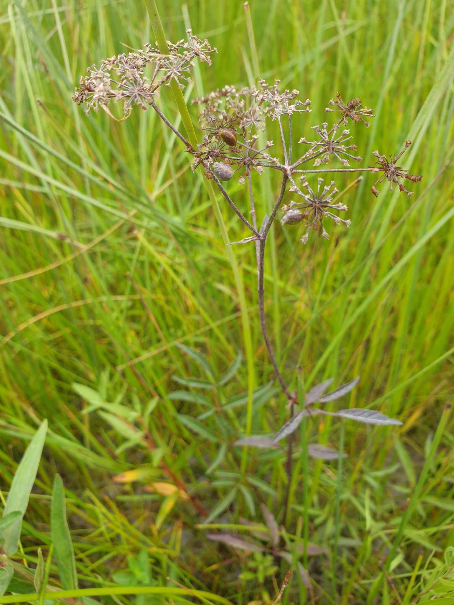 Image of spotted water hemlock