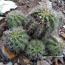 Plancia ëd Echinopsis bridgesii subsp. vallegrandensis (Cárdenas) M. Lowry