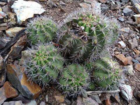 Image of Echinopsis bridgesii Salm-Dyck