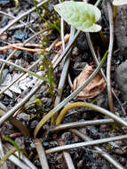 Image of three-rib arrowgrass