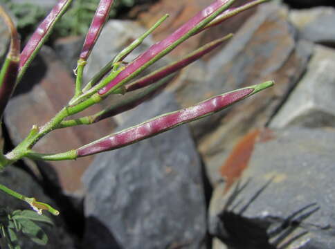 Imagem de Cardamine bipinnata (C. A. Mey.) O. E. Schulz