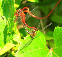 Image of White-faced Meadowhawk