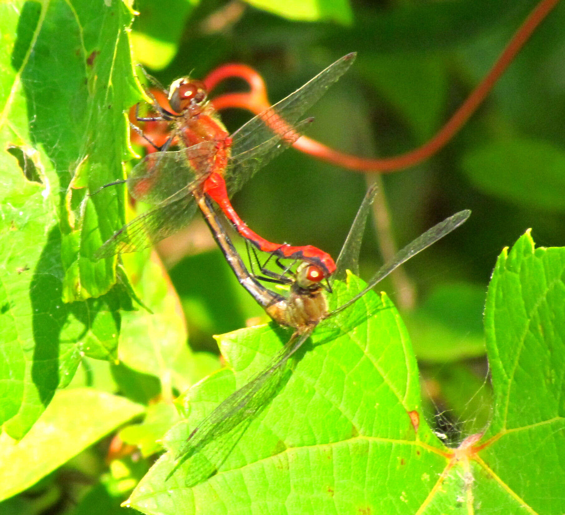 Image of White-faced Meadowhawk