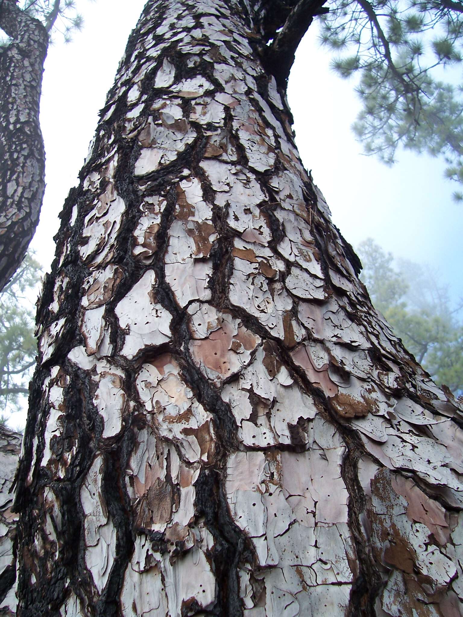 Image of Canary Island pine