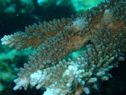 Слика од Acropora abrotanoides (Lamarck 1816)