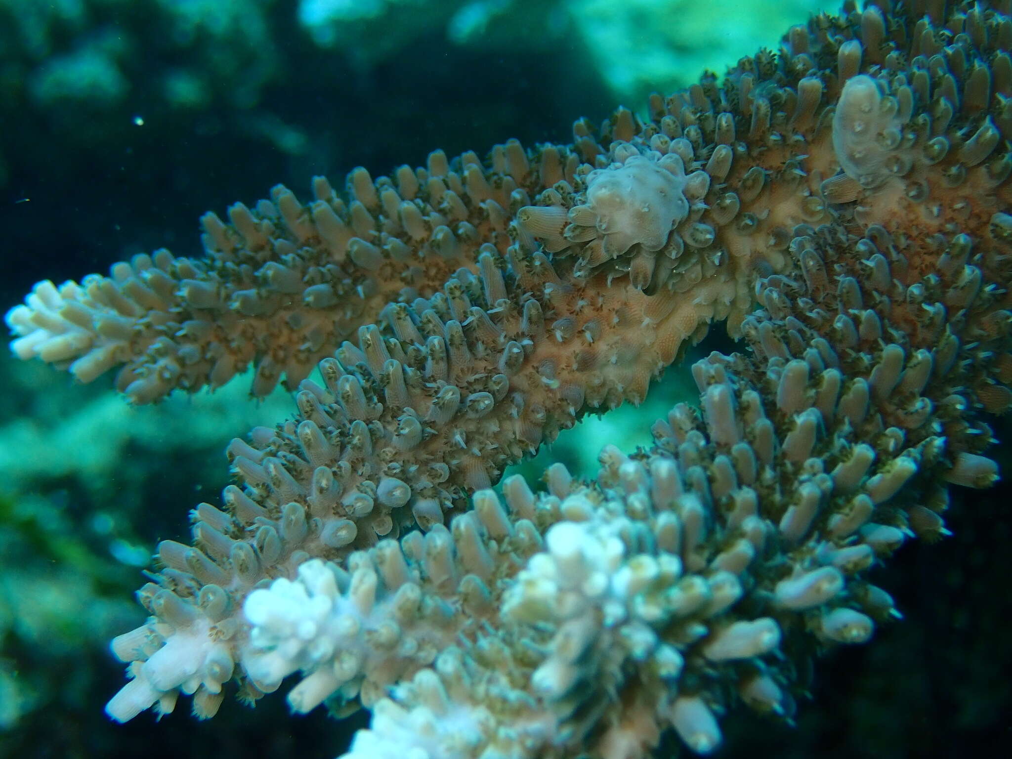 Image of Acropora abrotanoides (Lamarck 1816)