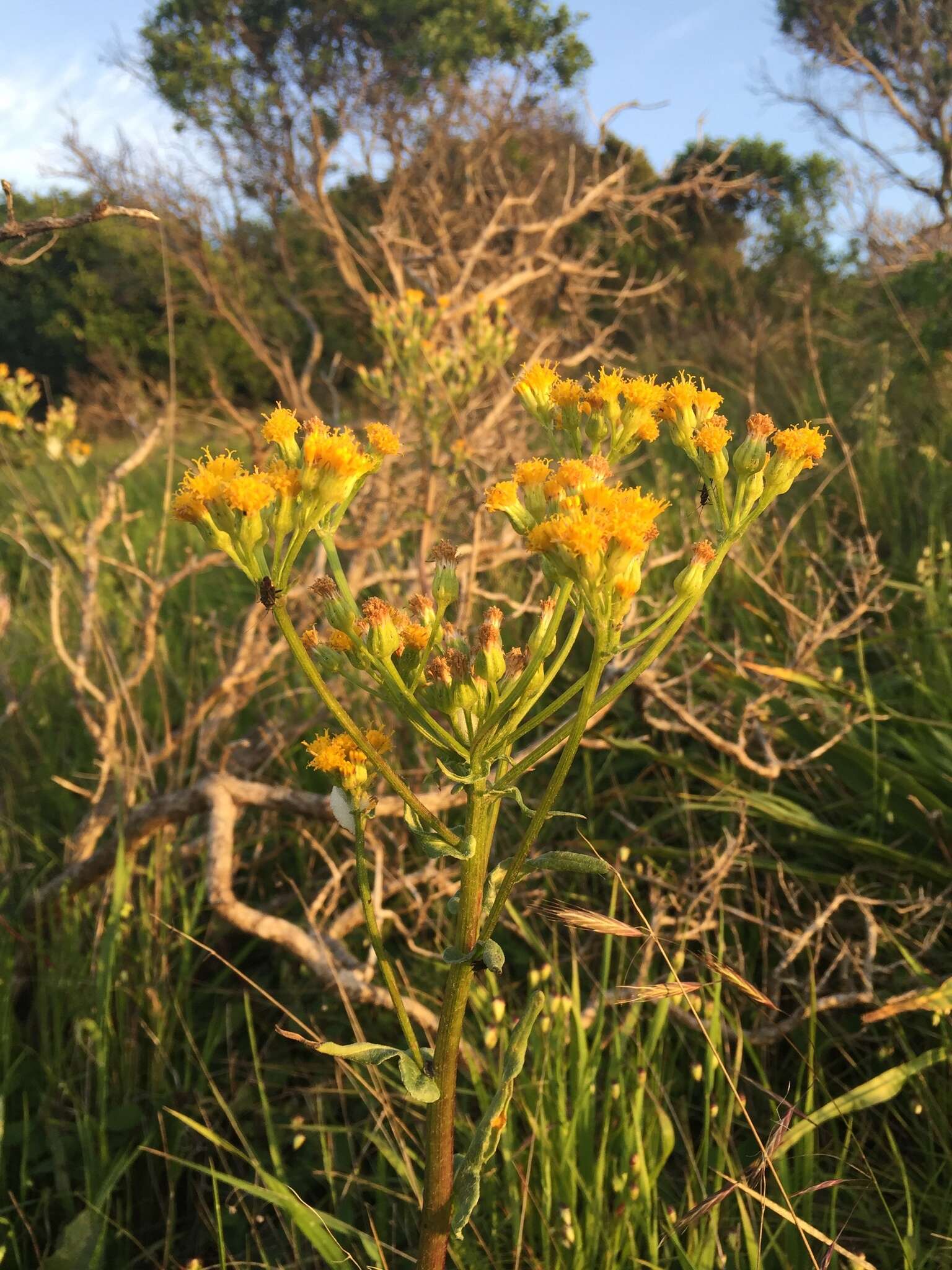 Image of rayless ragwort