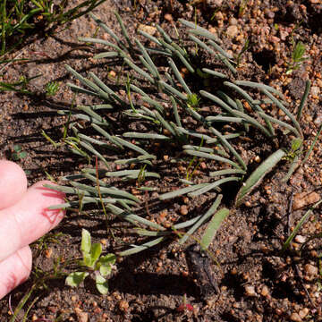 Image of Drimia convallarioides (L. fil.) J. C. Manning & Goldblatt