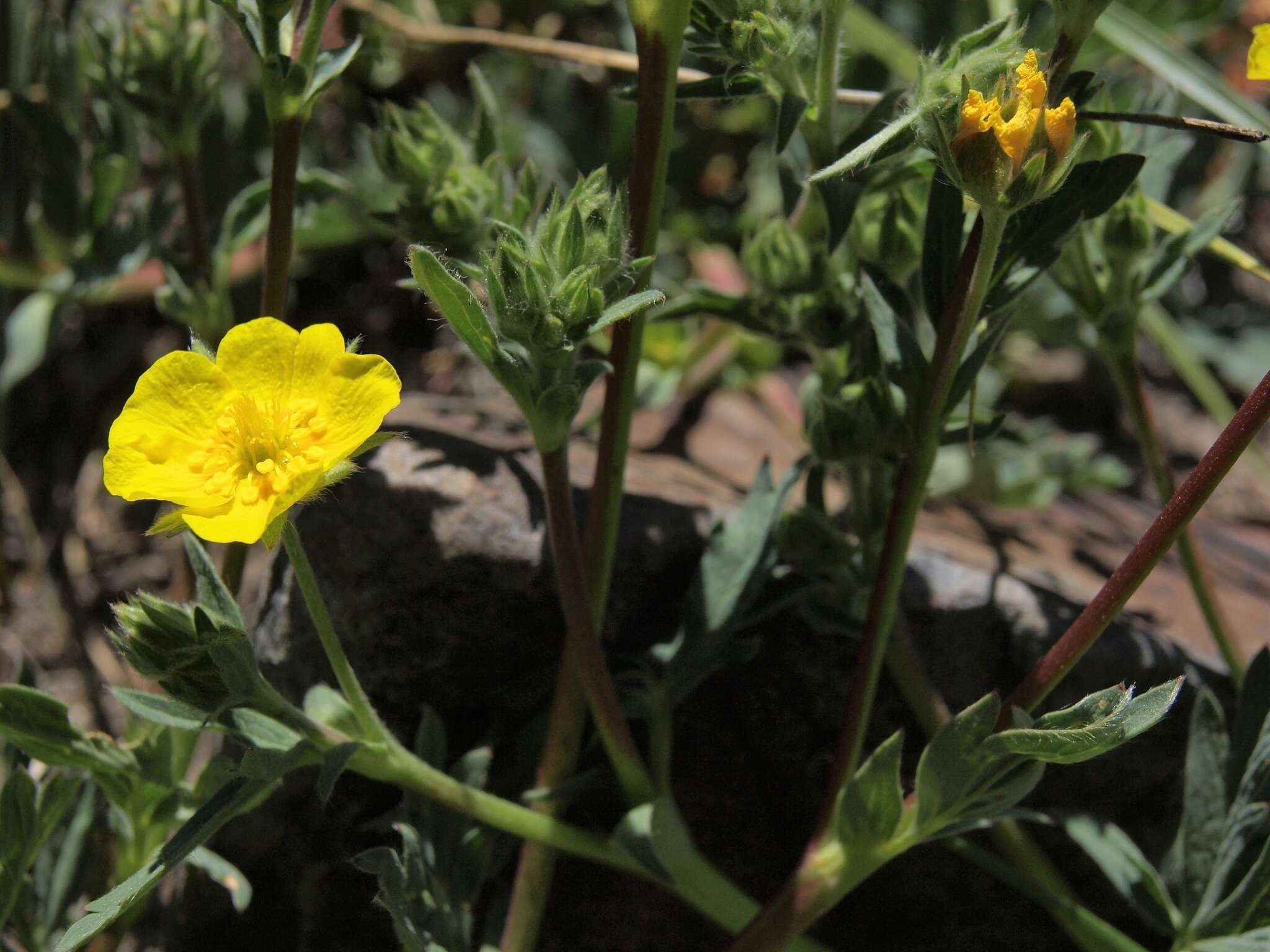 Image of mountainmeadow cinquefoil