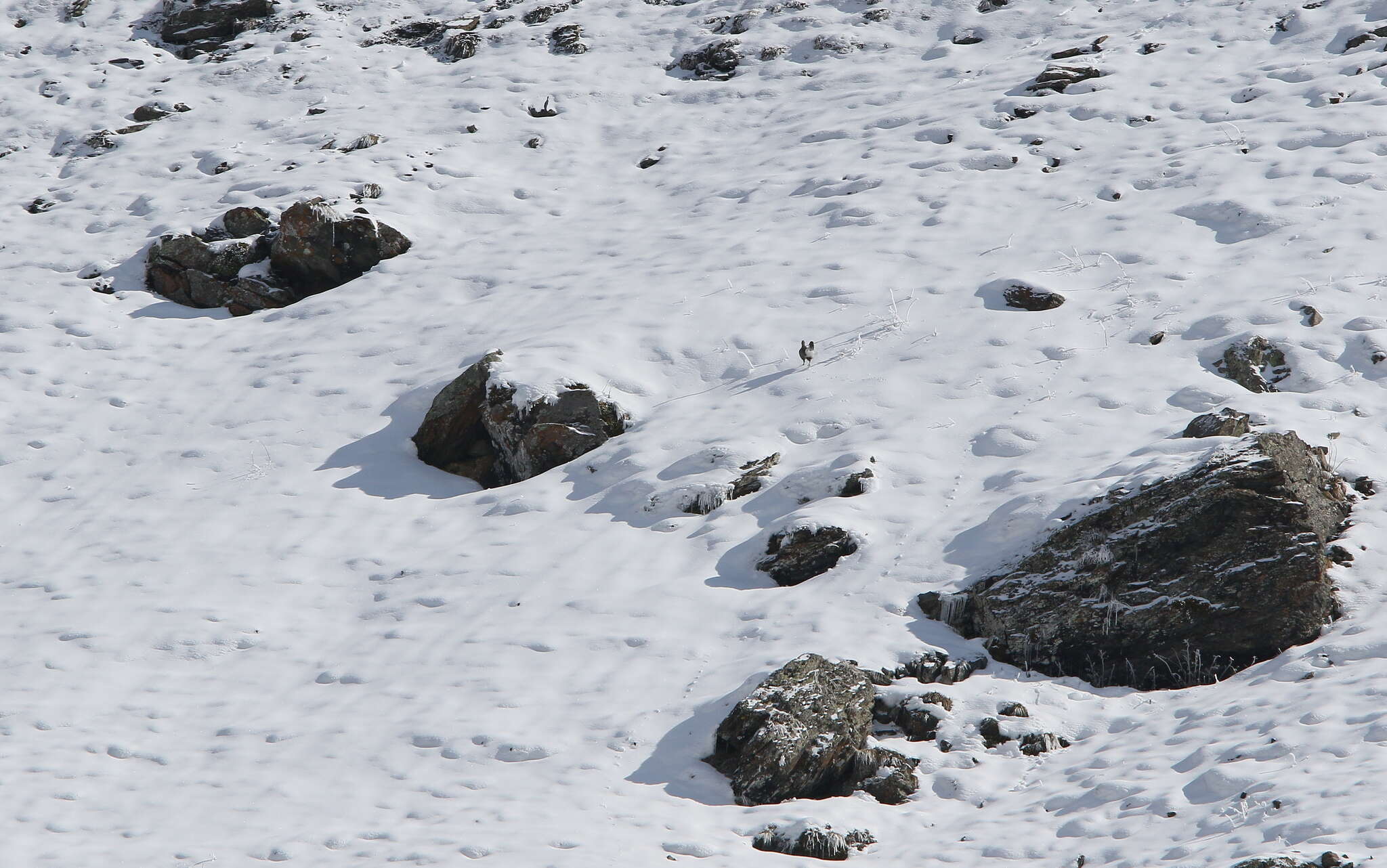 Image of Caucasian Snowcock