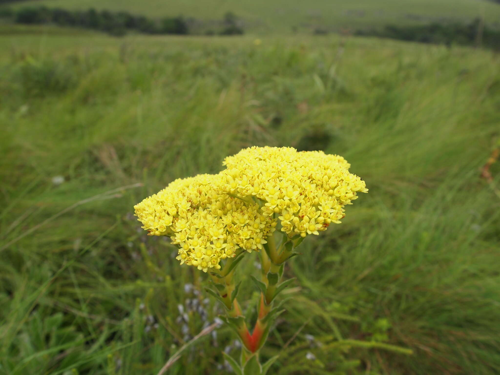 Crassula vaginata subsp. vaginata resmi