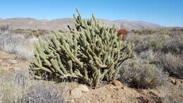 Image de Cylindropuntia bernardina