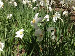 Image of Pheasant's-eye narcissus