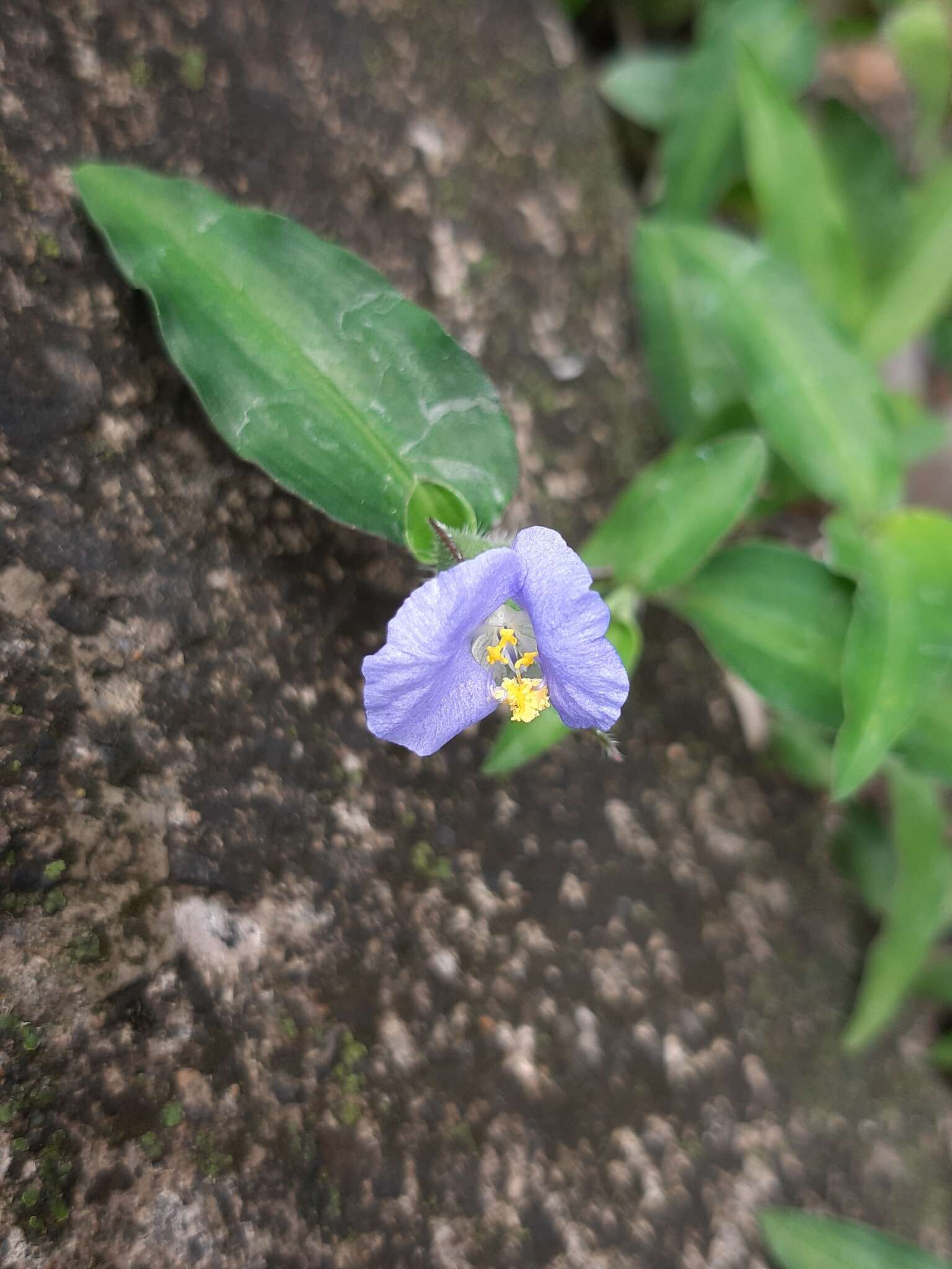 Image of Commelina auriculata Blume