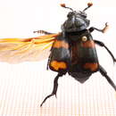 صورة Nicrophorus (Nicrophorus) distinctus (Grouvelle 1885)