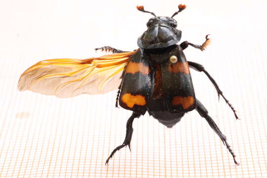 Image of Nicrophorus (Nicrophorus) distinctus (Grouvelle 1885)