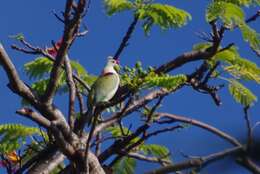 Image of Many-colored Fruit Dove