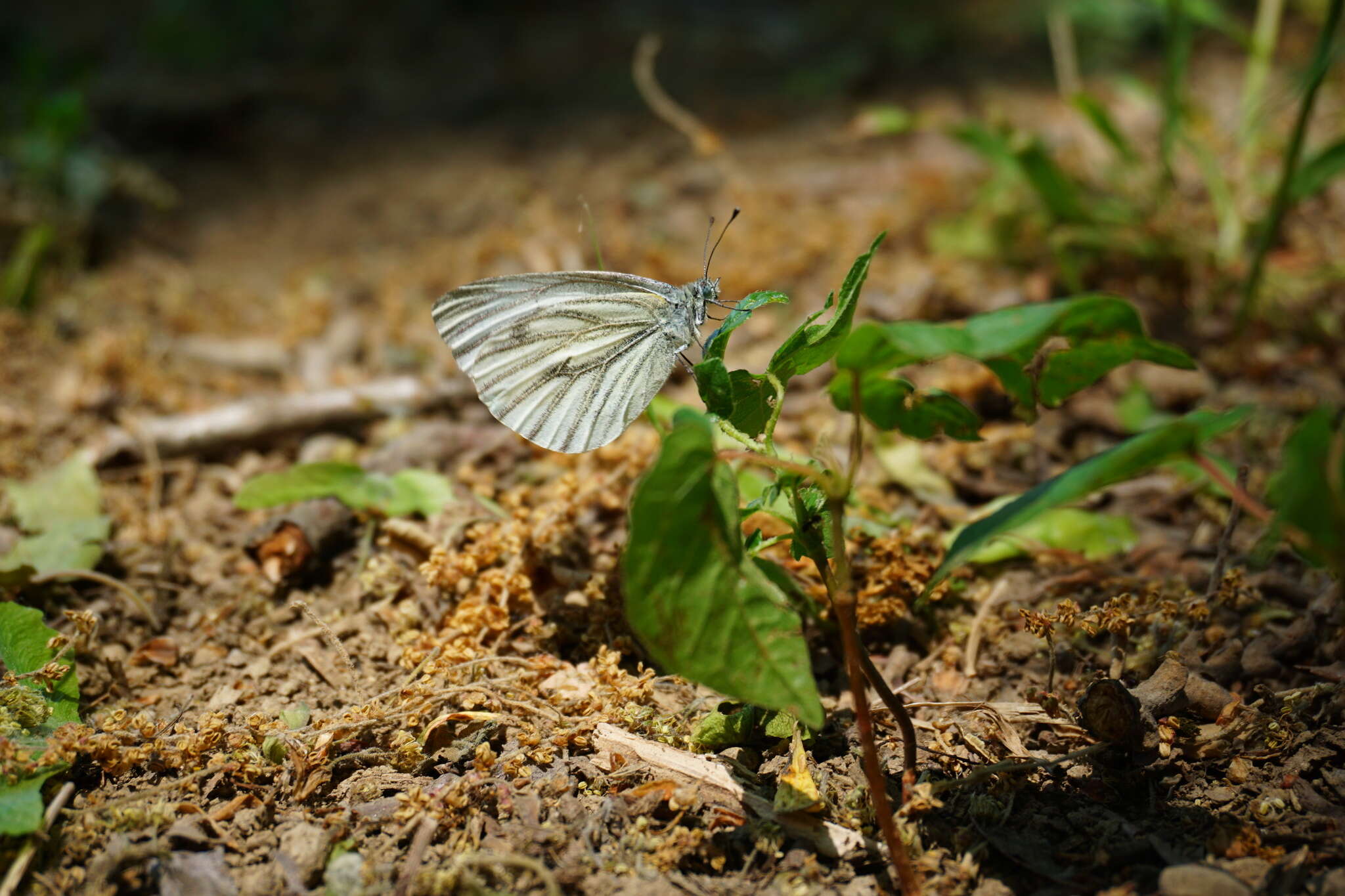 Image of Pieris pseudorapae