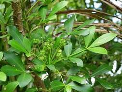 Image of Pseudopanax lessonii (DC.) K. Koch