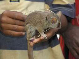 Image of Gray Mouse Lemur