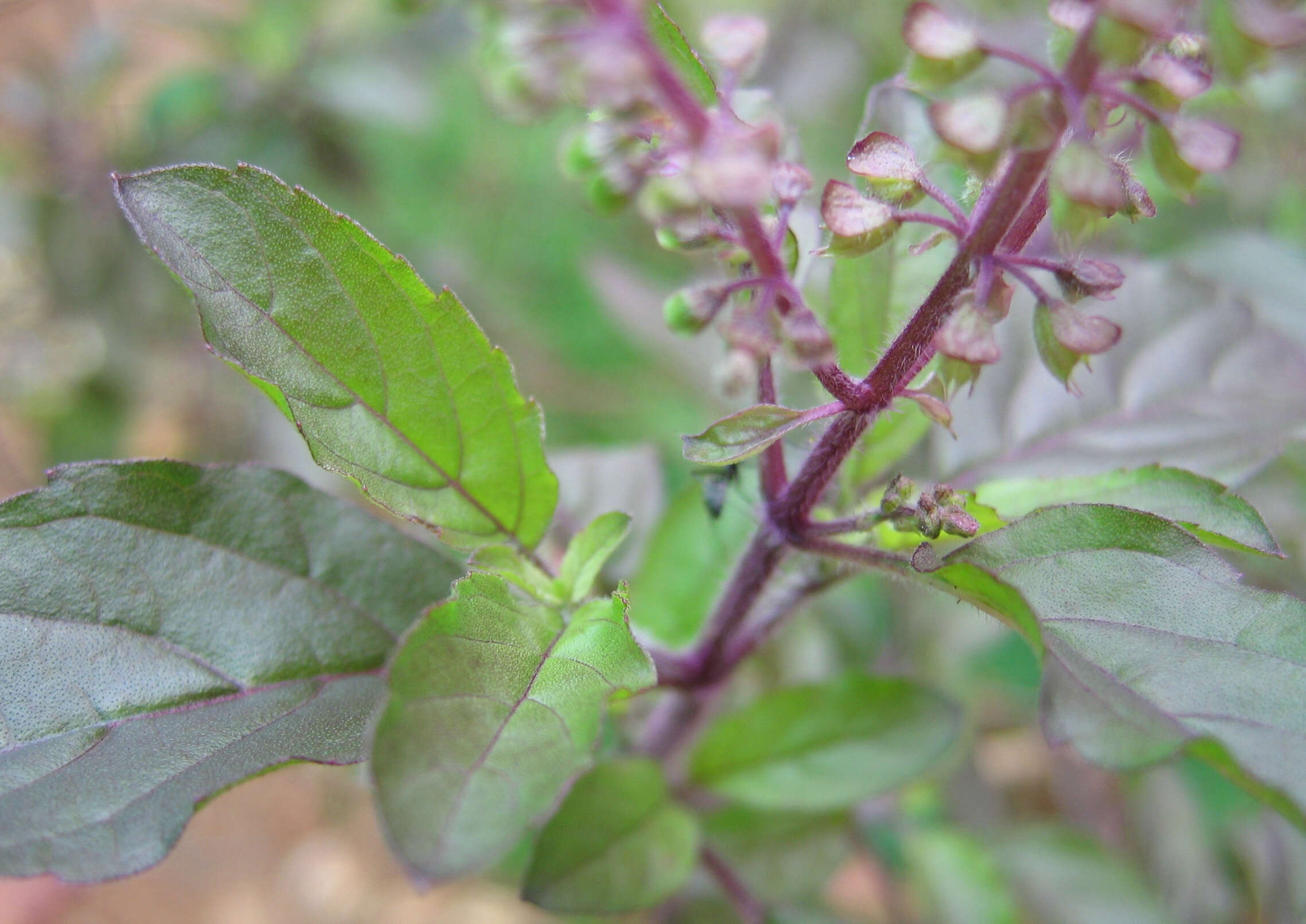 Image of holy basil