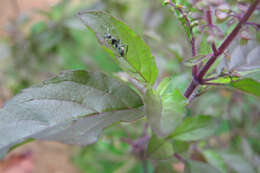 Image of holy basil