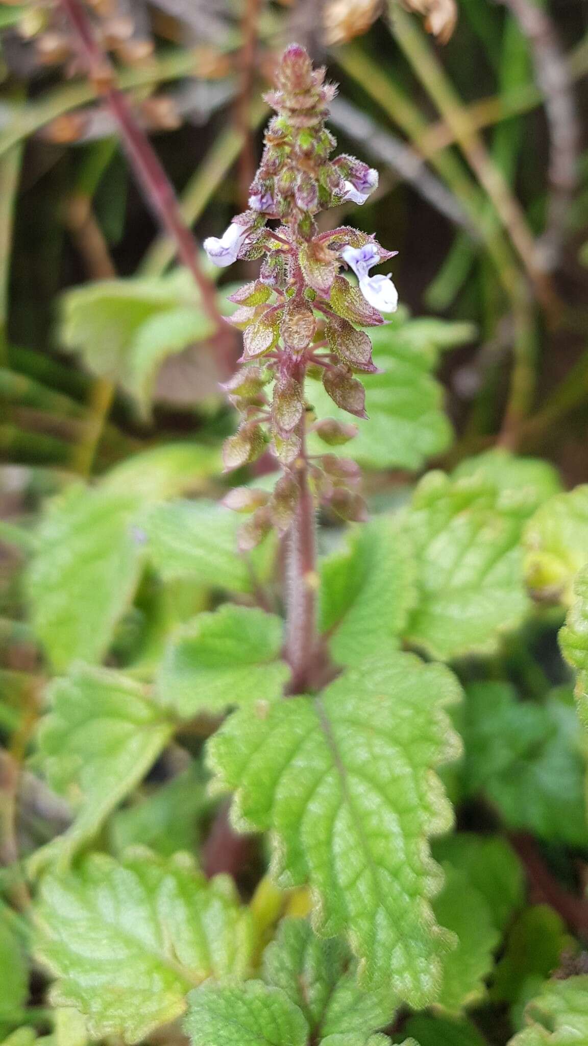 صورة <i>Coleus australis</i>